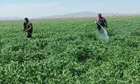 کنترل عوامل خسارت‌زای غلات در ۱۴۰ هکتار از مزارع گندم و جو مه‌ولات